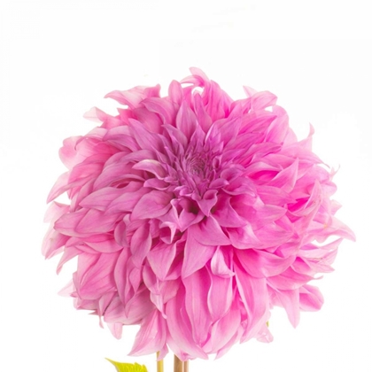 Picture of SWAN ISLAND DAHLIA 