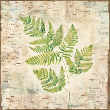 Picture of BIRCH BARK FERNS II