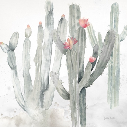 Picture of CACTUS GARDEN GRAY BLUSH II