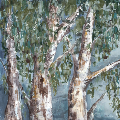 Picture of EUCALYPTUS TREES