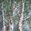 Picture of EUCALYPTUS TREES