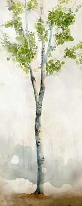 Picture of WATERCOLOR BIRCH TREES I 