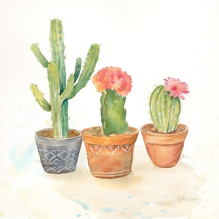 Picture of CACTUS POTS III