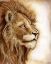 Picture of LION PORTRAIT