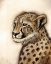Picture of CHEETAH PORTRAIT