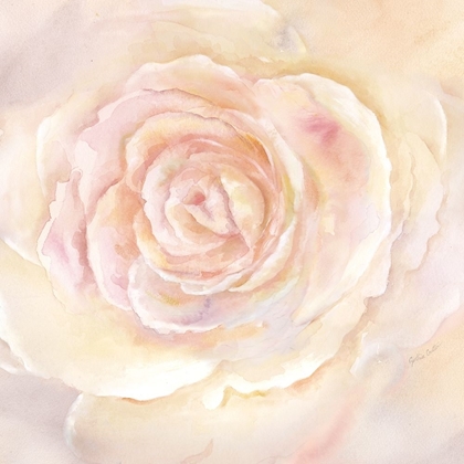 Picture of BLUSH ROSE CLOSEUP II