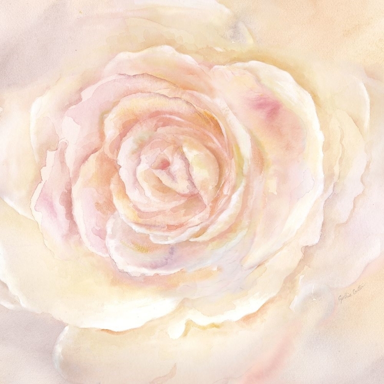 Picture of BLUSH ROSE CLOSEUP II