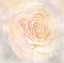 Picture of BLUSH ROSE CLOSEUP III