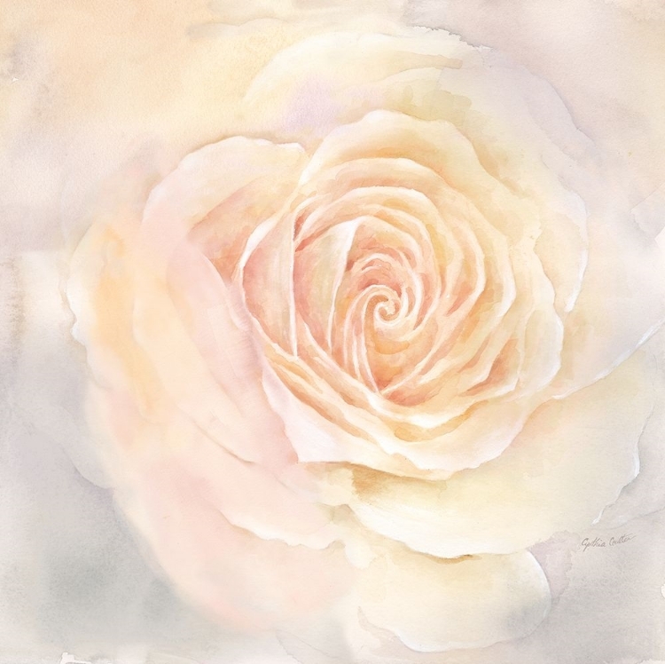 Picture of BLUSH ROSE CLOSEUP III