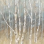 Picture of SILVER BIRCH SQUARE