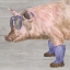 Picture of INTELLECTUAL ANIMALS V PIG IN BOOTS