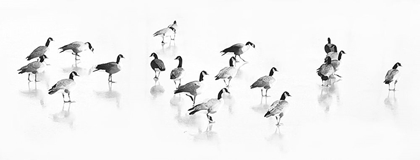 Picture of FLOCK OF CANADA GEESE