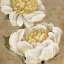 Picture of UP CLOSE CREAM PEONY