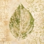 Picture of LEAF SCROLL IV 