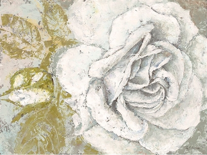 Picture of WHITE ROSE BLOSSOM