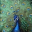 Picture of PAINTED PEACOCK