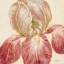 Picture of FLORAL FRESCO III  