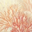 Picture of CORAL REEF CREAM II  