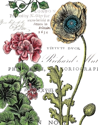 Picture of BOTANICAL POSTCARD COLOR III