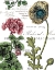 Picture of BOTANICAL POSTCARD COLOR III