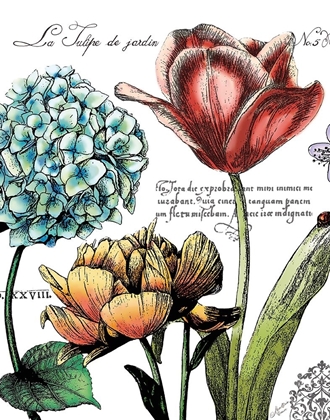 Picture of BOTANICAL POSTCARD COLOR IV