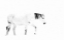 Picture of EQUINE