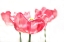 Picture of THREE TULIPS