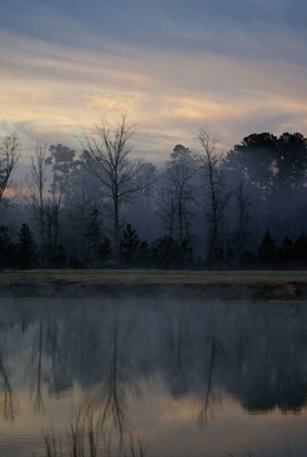 Picture of MISTY MORNING