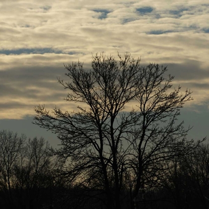 Picture of MORNING SILHOUETTE