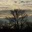 Picture of MORNING SILHOUETTE