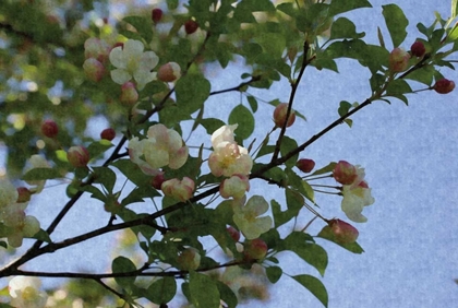 Picture of BLOSSOM BRANCH