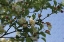 Picture of BLOSSOM BRANCH