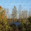 Picture of TREES OF FALL