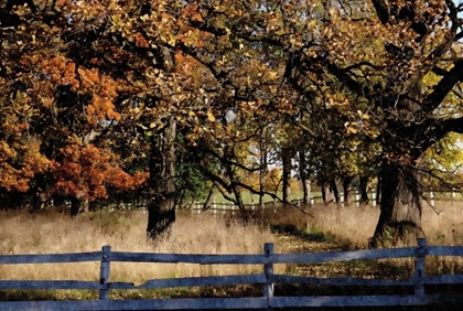 Picture of FENCED IN