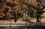 Picture of FENCED IN
