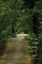Picture of THROUGH THE TREES II