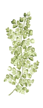 Picture of BOTANICAL FERN SINGLE IV