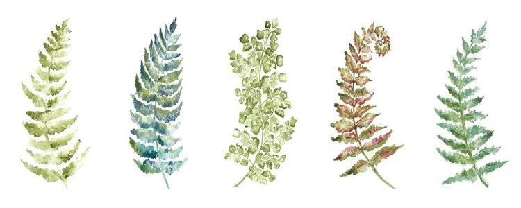 Picture of BOTANICAL FERNS PANEL