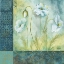 Picture of WHITE POPPY GARDEN I