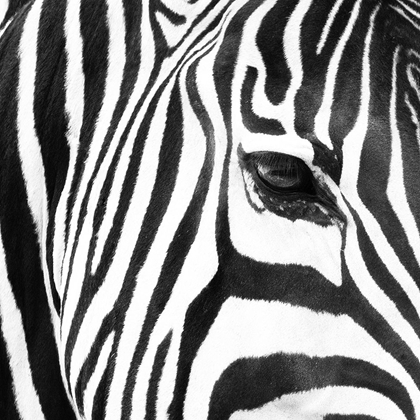 Picture of ZEBRA UP CLOSE