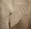 Picture of ELEPHANT UP CLOSE