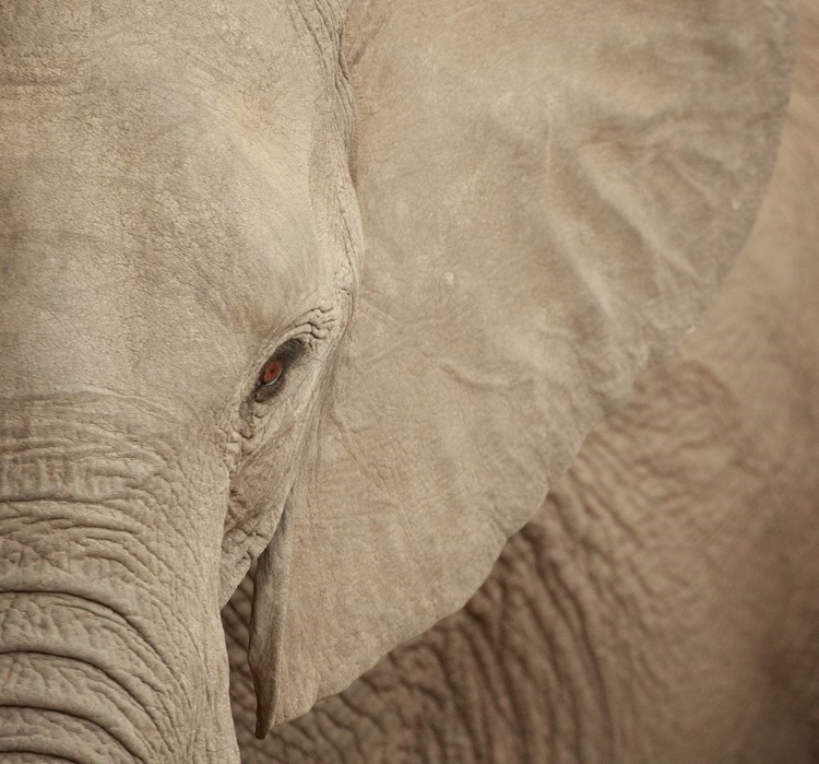 Picture of ELEPHANT UP CLOSE