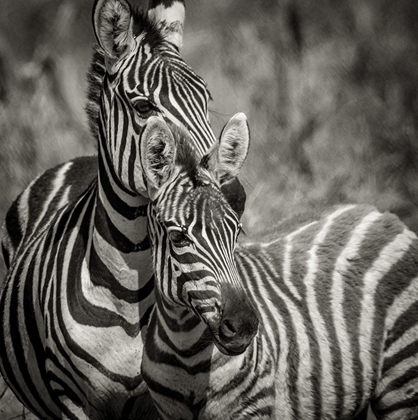 Picture of ZEBRA PAIR