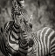 Picture of ZEBRA PAIR