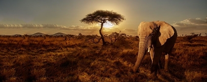 Picture of ELEPHANT AND TREE