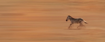 Picture of ZEBRA RUNNING