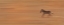 Picture of ZEBRA RUNNING