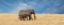 Picture of ELEPHANT AND HER CALF