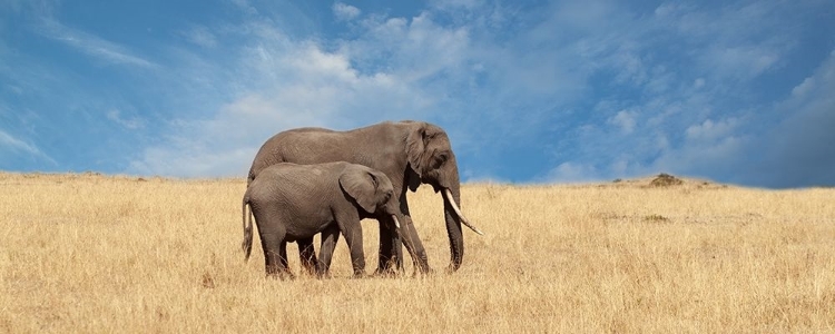 Picture of ELEPHANT AND HER CALF