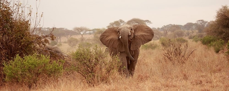 Picture of ELEPHANT IN THE SAVANNAH
